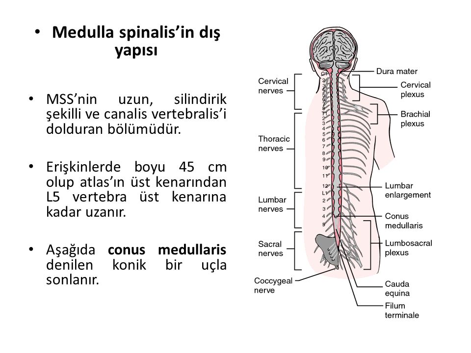 Medulla spinalis’in dış yapısı