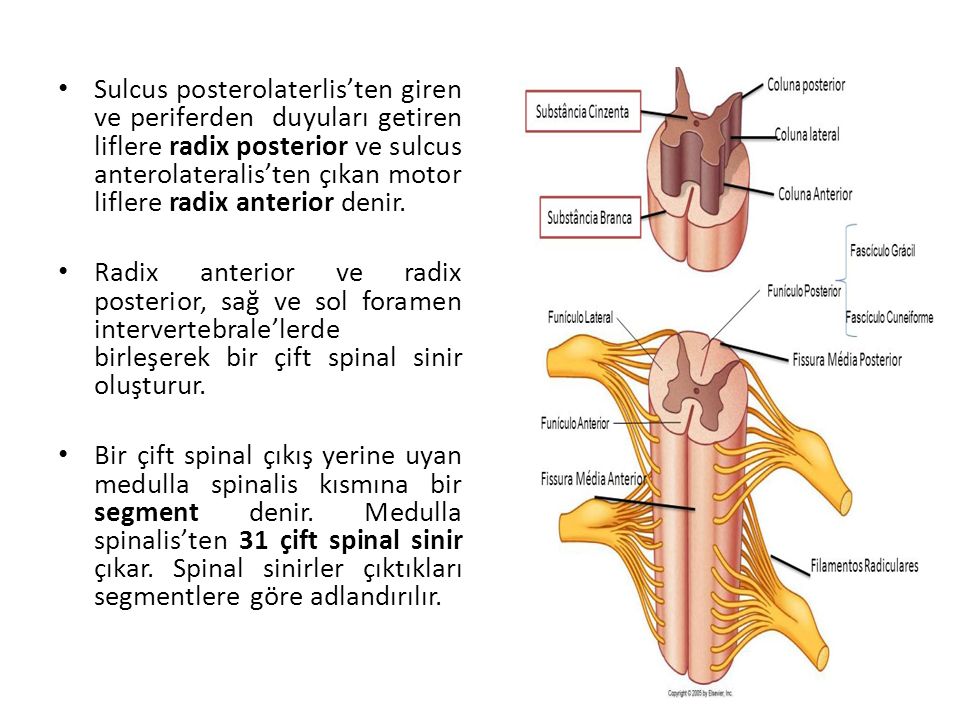 Sulcus posterolaterlis’ten giren ve periferden duyuları getiren liflere radix posterior ve sulcus anterolateralis’ten çıkan motor liflere radix anterior denir.