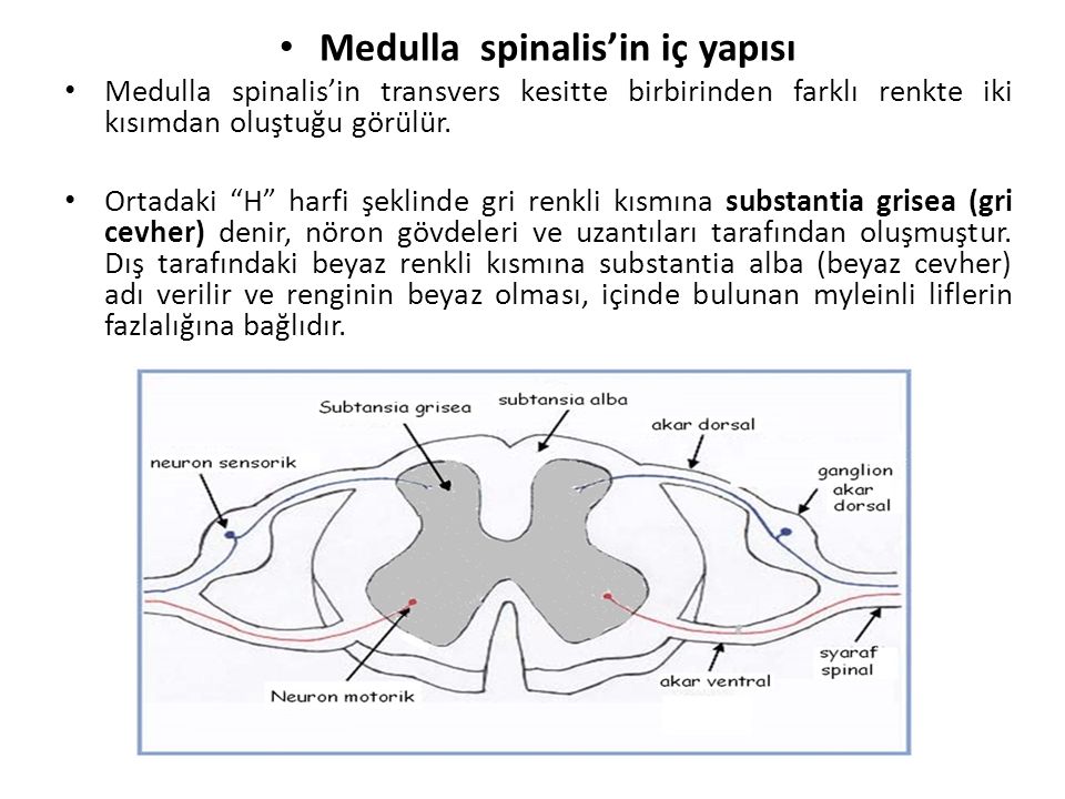 Medulla spinalis’in iç yapısı
