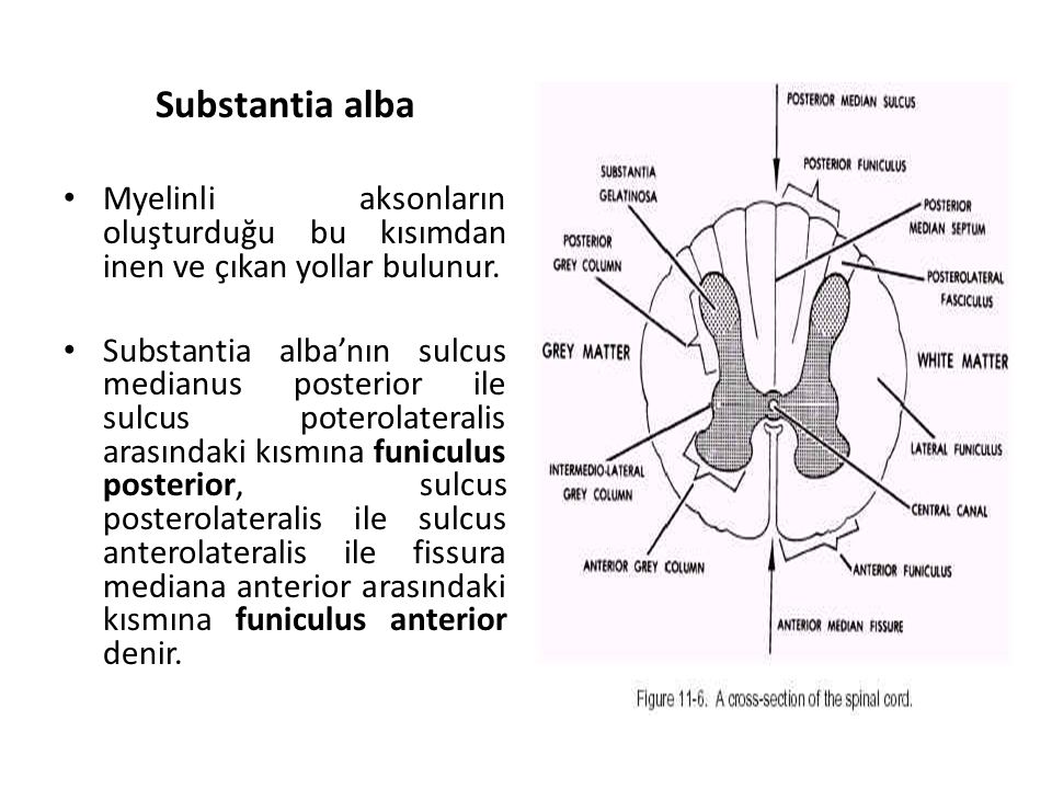 Substantia alba Myelinli aksonların oluşturduğu bu kısımdan inen ve çıkan yollar bulunur.