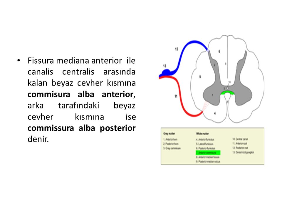 Fissura mediana anterior ile canalis centralis arasında kalan beyaz cevher kısmına commisura alba anterior, arka tarafındaki beyaz cevher kısmına ise commissura alba posterior denir.