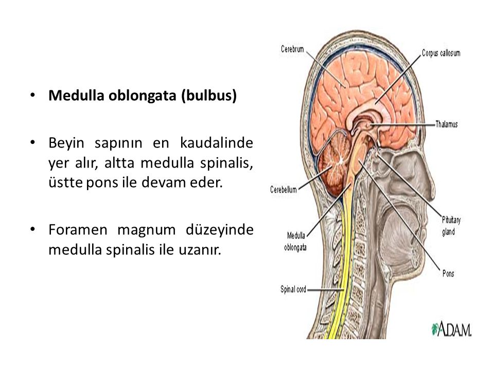 Medulla oblongata (bulbus)
