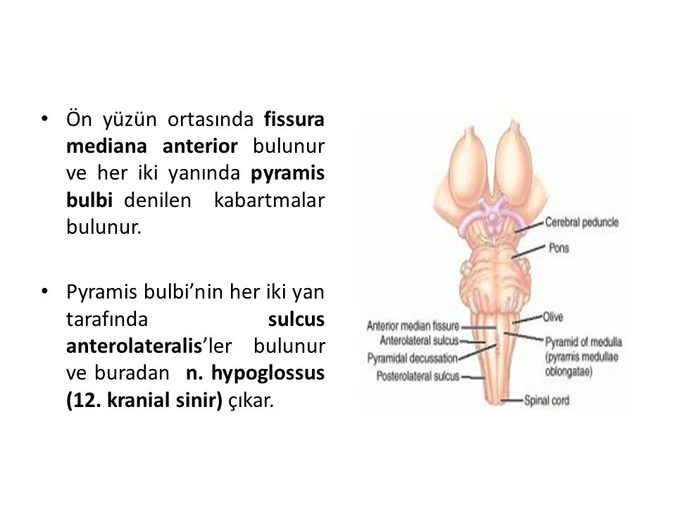 Ön yüzün ortasında fissura mediana anterior bulunur ve her iki yanında pyramis bulbi denilen kabartmalar bulunur.