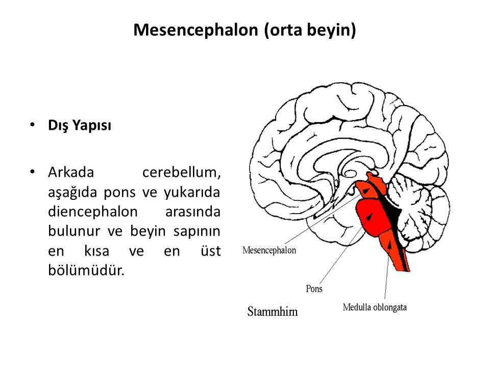 Mesencephalon (orta beyin)