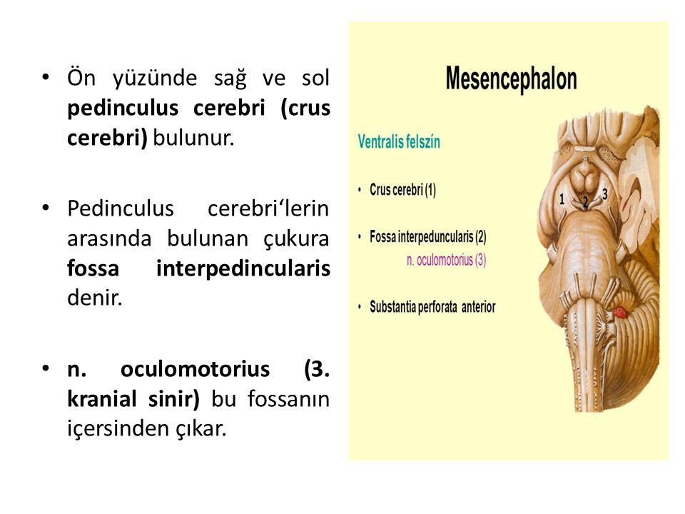 Ön yüzünde sağ ve sol pedinculus cerebri (crus cerebri) bulunur.