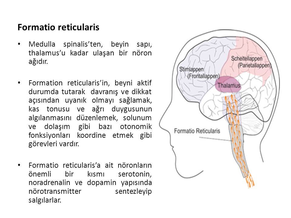 Formatio reticularis Medulla spinalis’ten, beyin sapı, thalamus’u kadar ulaşan bir nöron ağıdır.
