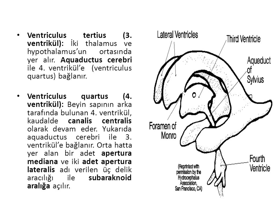 Ventriculus tertius (3. ventrikül): İki thalamus ve hypothalamus’un ortasında yer alır. Aquaductus cerebri ile 4. ventrikül’e (ventriculus quartus) bağlanır.