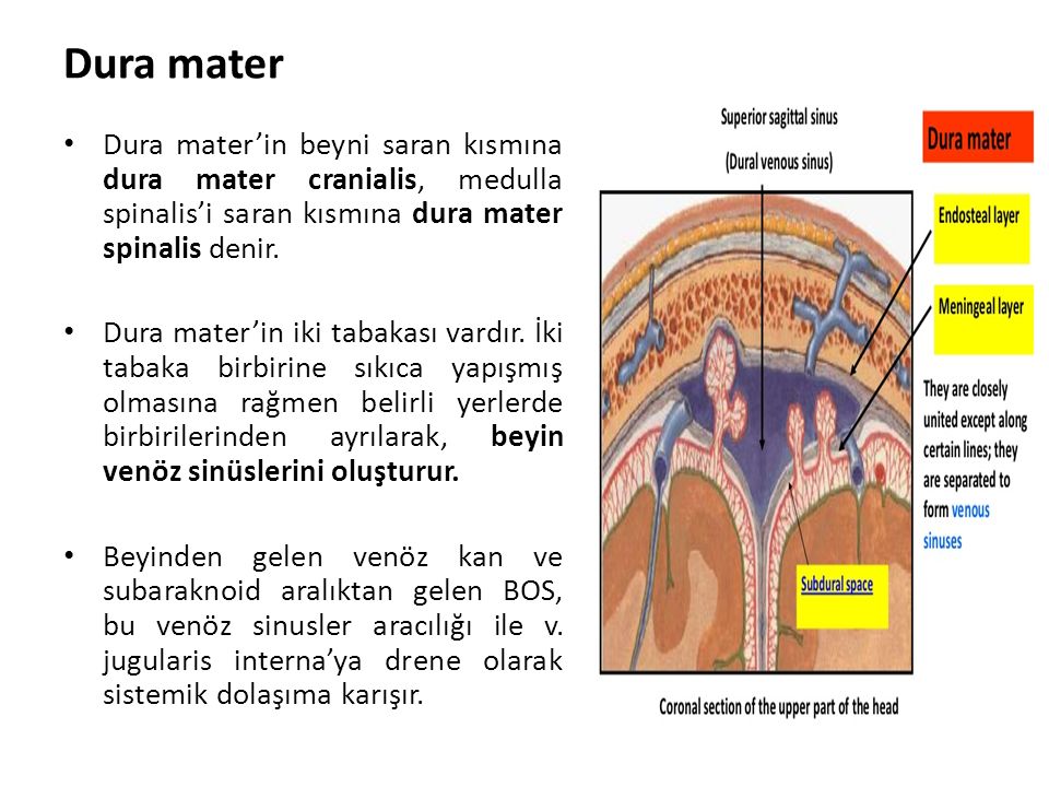 Dura mater Dura mater’in beyni saran kısmına dura mater cranialis, medulla spinalis’i saran kısmına dura mater spinalis denir.
