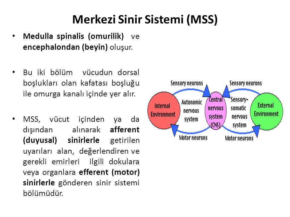 Merkezi Sinir Sistemi (MSS)