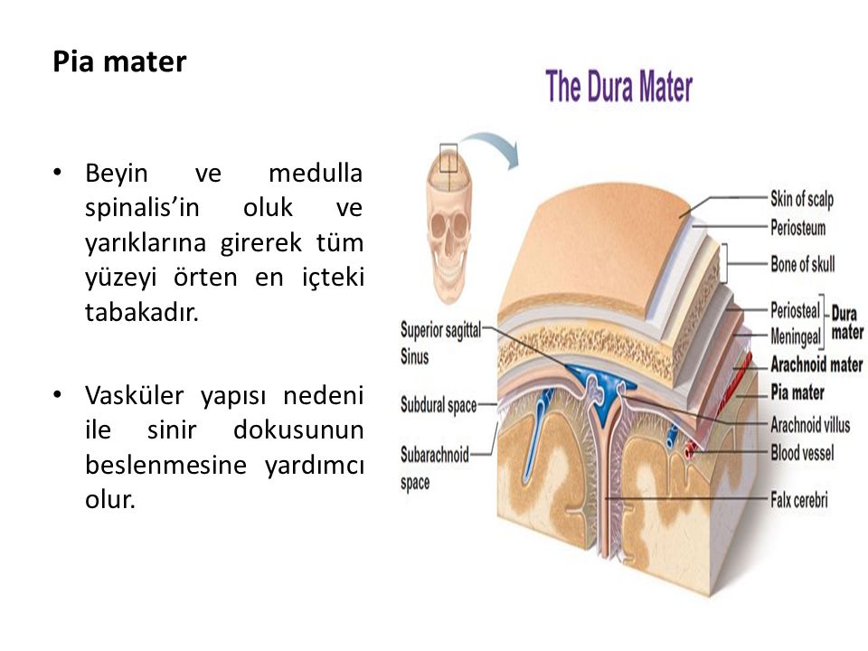 Pia mater Beyin ve medulla spinalis’in oluk ve yarıklarına girerek tüm yüzeyi örten en içteki tabakadır.