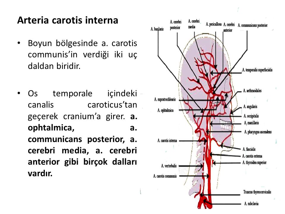 Arteria carotis interna
