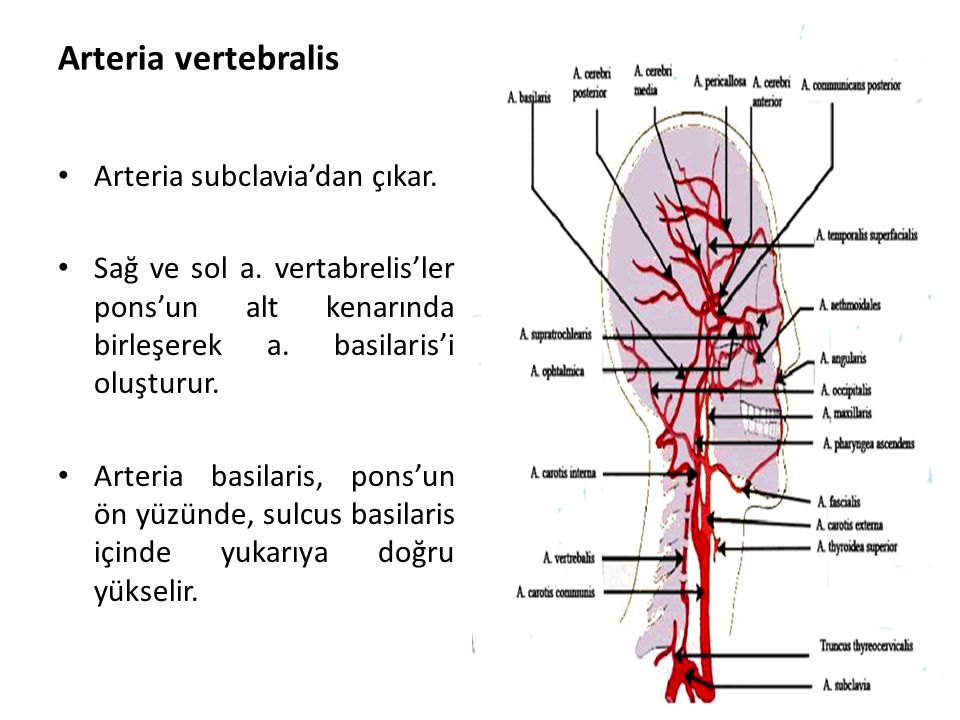 Arteria vertebralis Arteria subclavia’dan çıkar.