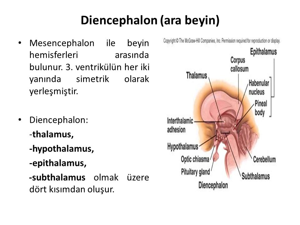 Diencephalon (ara beyin)