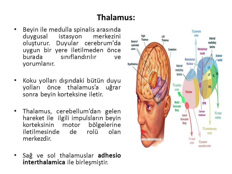 Thalamus: