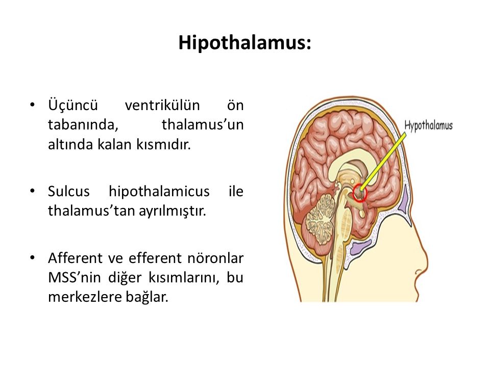 Hipothalamus: Üçüncü ventrikülün ön tabanında, thalamus’un altında kalan kısmıdır. Sulcus hipothalamicus ile thalamus’tan ayrılmıştır.