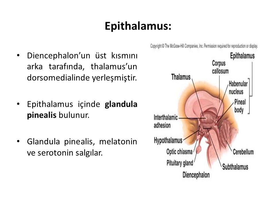 Epithalamus: Diencephalon’un üst kısmını arka tarafında, thalamus’un dorsomedialinde yerleşmiştir. Epithalamus içinde glandula pinealis bulunur.
