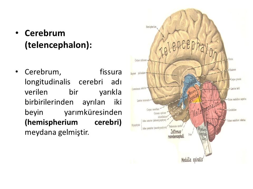 Cerebrum (telencephalon):