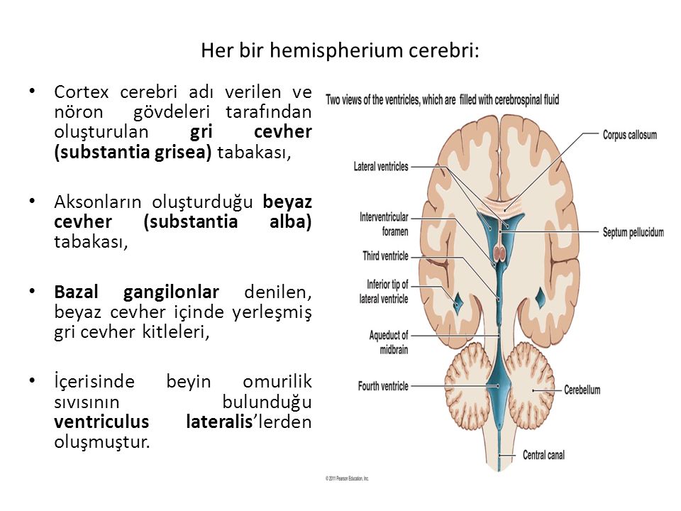 Her bir hemispherium cerebri: