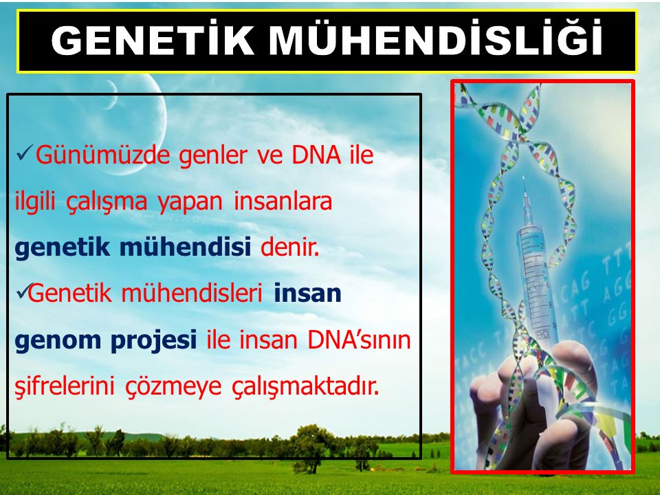 GENETİK MÜHENDİSLİĞİ Günümüzde genler ve DNA ile ilgili çalışma yapan insanlara genetik mühendisi denir.