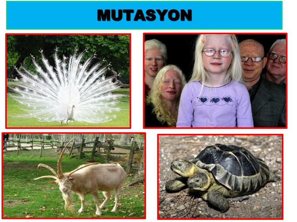 MUTASYON