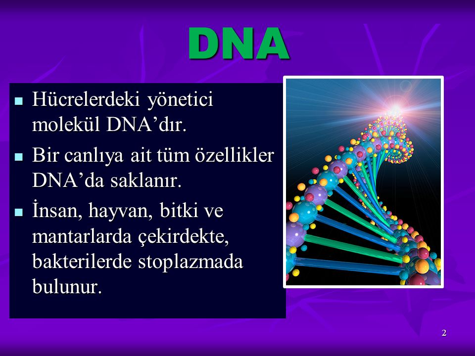 DNA Hücrelerdeki yönetici molekül DNA’dır.