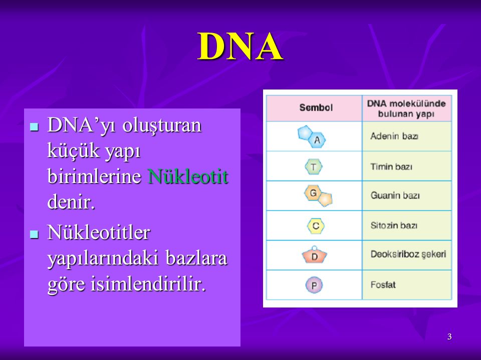 DNA DNA’yı oluşturan küçük yapı birimlerine Nükleotit denir.