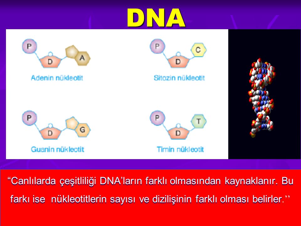 DNA Canlılarda çeşitliliği DNA’ların farklı olmasından kaynaklanır.