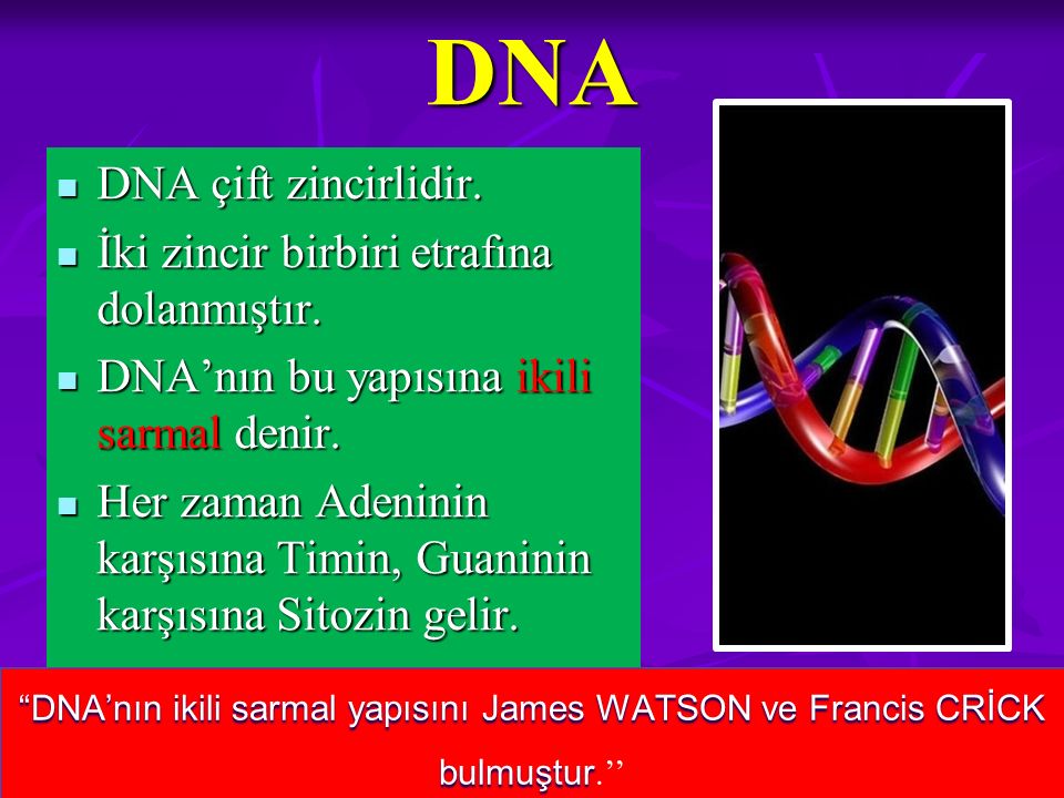 DNA DNA çift zincirlidir. İki zincir birbiri etrafına dolanmıştır.