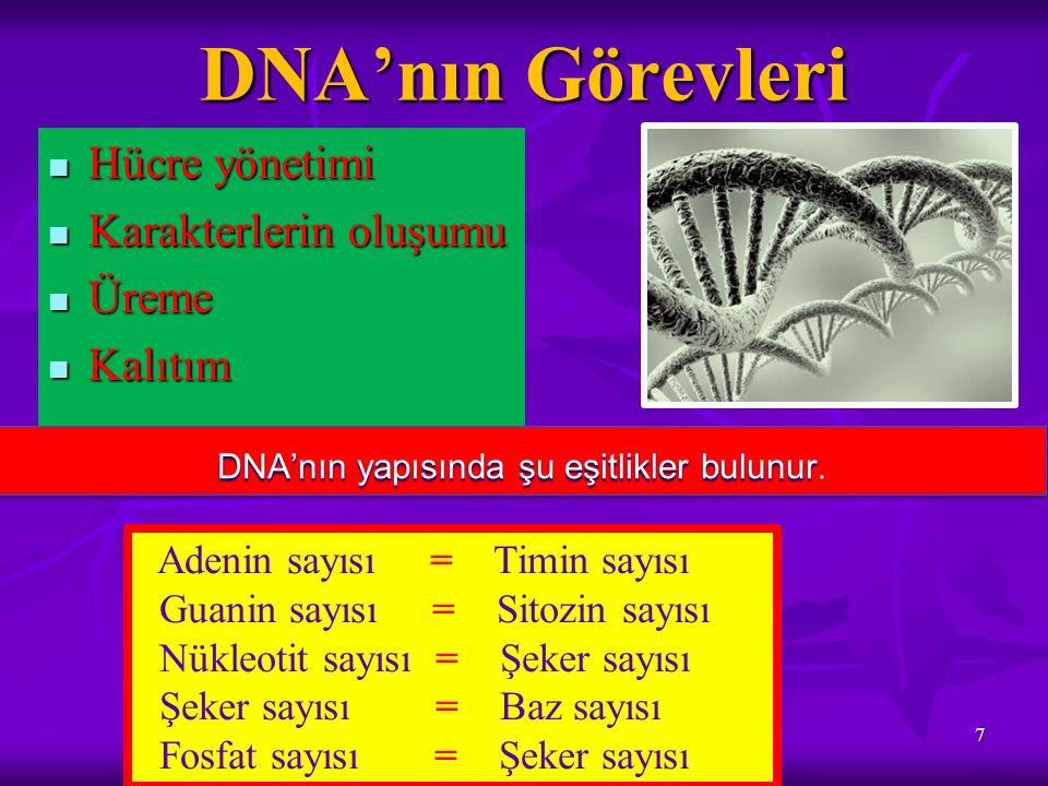 DNA’nın yapısında şu eşitlikler bulunur.