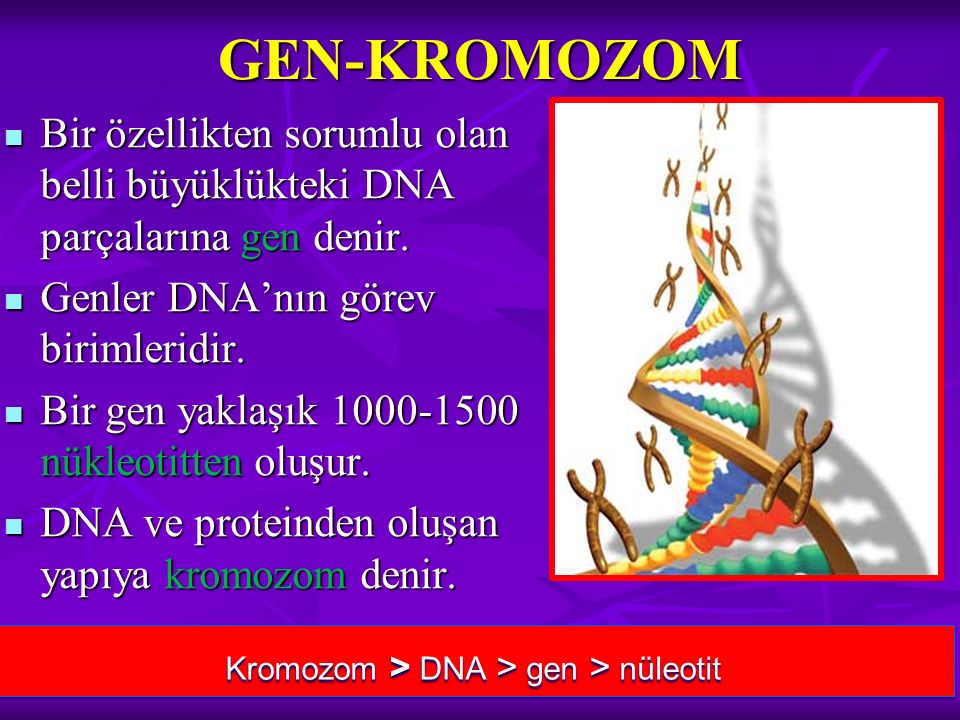 Kromozom > DNA > gen > nüleotit